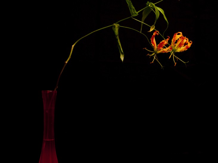 Flower in the light