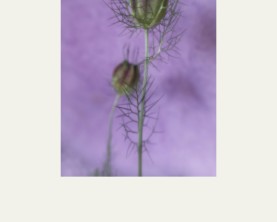 Webversie 3